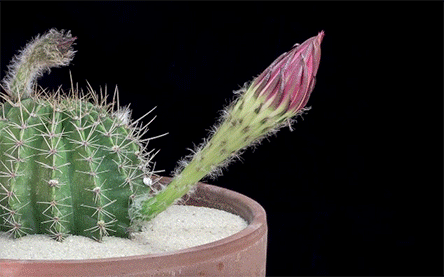 echinopsis-cactus-flowers-blossom-time-lapse-lola who fashion blog